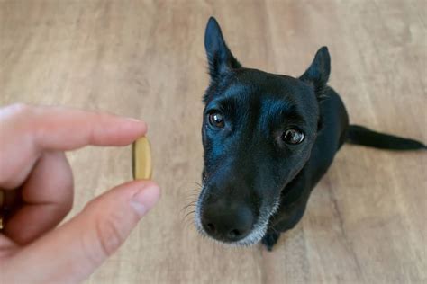 fish oil overdose in dogs.